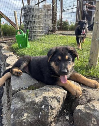 🐾 VDH-registrierte Deutsche Schäferhund-Welpen – Rüde & Hündin abzugeben🐾