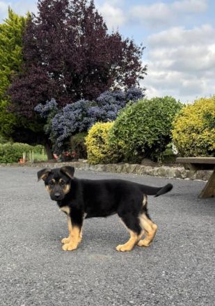 🐾 VDH-registrierte Deutsche Schäferhund-Welpen – Rüde & Hündin abzugeben🐾