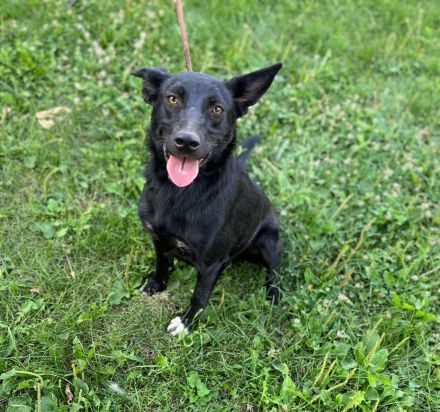 Marla- die charmante Hundemaus sucht ein neues Zuhause❤️🍀