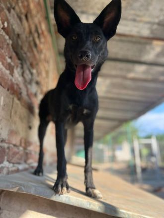 Marla- die charmante Hundemaus sucht ein neues Zuhause❤️🍀