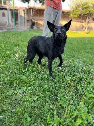 Marla- die charmante Hundemaus sucht ein neues Zuhause❤️🍀