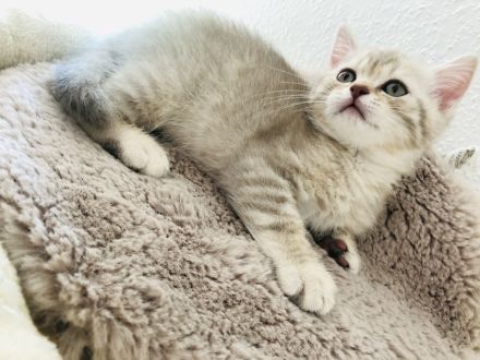 BKH baby Kitten
