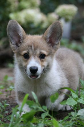 Pembroke Welsh Corgi