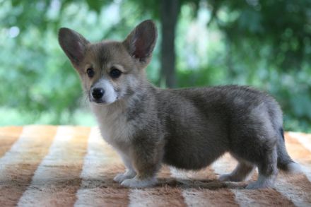 Pembroke Welsh Corgi