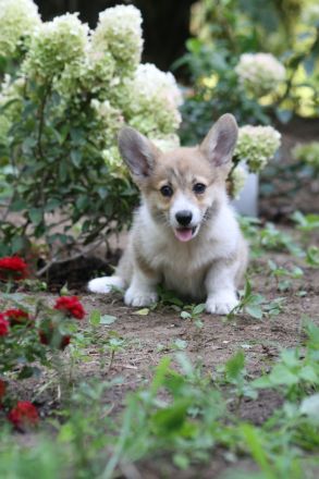 Pembroke Welsh Corgi