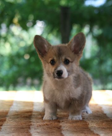 Pembroke Welsh Corgi