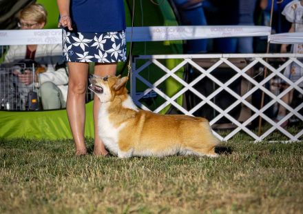 Pembroke Welsh Corgi