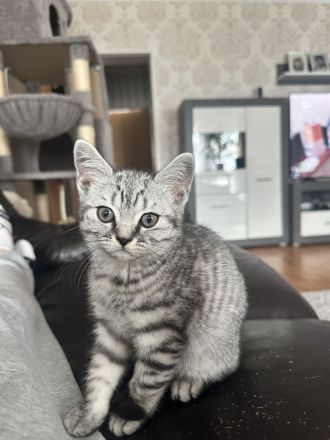 BKH Kitten suchen Zuhause