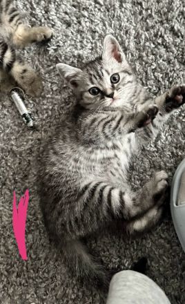 BKH Kitten suchen Zuhause