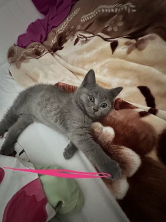 BKH Kitten suchen Zuhause