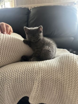 BKH Kitten suchen Zuhause