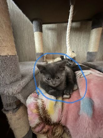 BKH Kitten suchen Zuhause