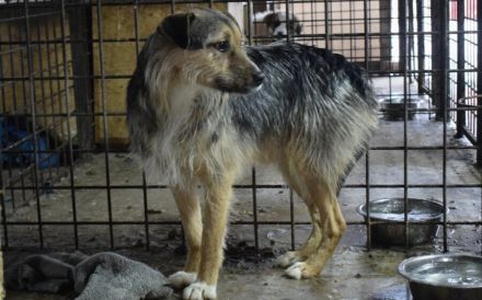 Unsicherer Findus sucht Schutz und Liebe