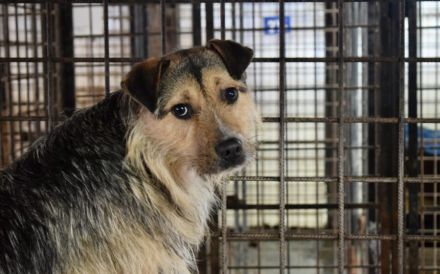 Unsicherer Findus sucht Schutz und Liebe