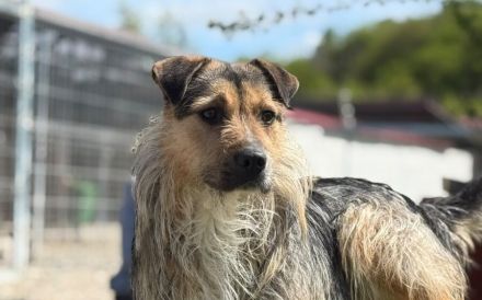 Hübscher Findus sucht Schutz und Liebe