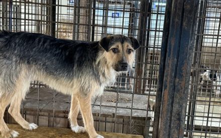 Unsicherer Findus sucht Schutz und Liebe