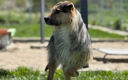 Hübscher Findus sucht Schutz und Liebe