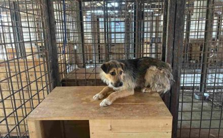 Unsicherer Findus sucht Schutz und Liebe