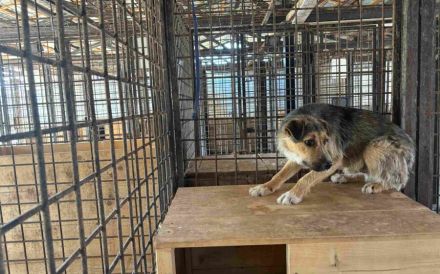 Unsicherer Findus sucht Schutz und Liebe