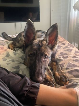 Deutscher Schäferhund