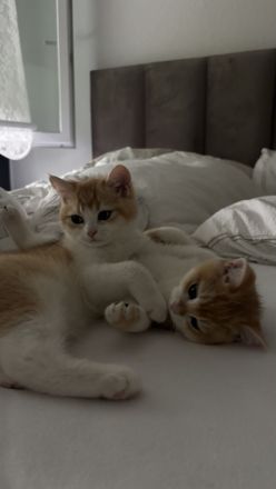 2 BKH Kitten + Stammbaum & Zubehör