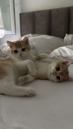 2 BKH Kitten + Stammbaum & Zubehör