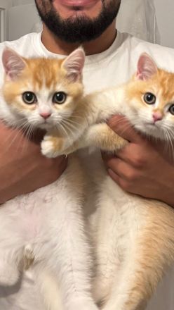 2 BKH Kitten + Stammbaum & Zubehör