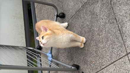 2 BKH Kitten + Stammbaum & Zubehör