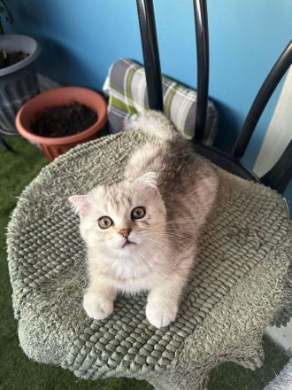 Süße bkh abzugeben