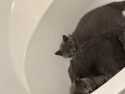 Britisch kurzhaar Kater