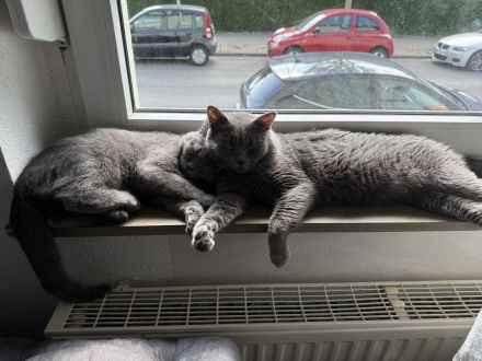 Britisch kurzhaar Kater