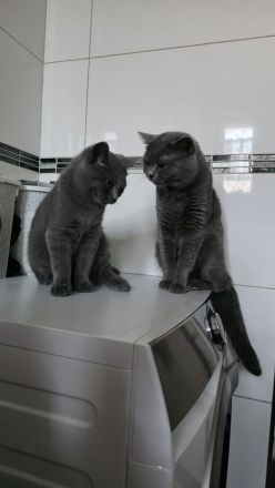 Britisch kurzhaar Kater