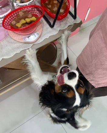 Cavalier King Charles Welpe