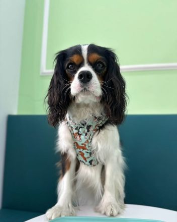 Cavalier King Charles Welpe