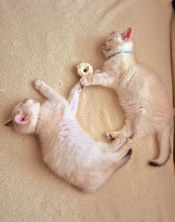 Traumhafte Britisch Kurzhaar Kitten suchen ein liebevolles Zuhause