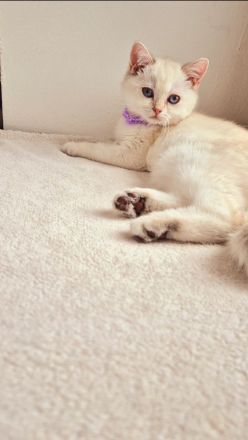 Traumhafte Britisch Kurzhaar Kitten suchen ein liebevolles Zuhause