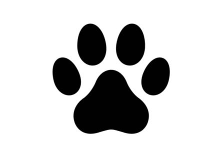 Kleiner Hundekumpel gesucht 1 - 3 Jahre