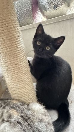 Wunderschöne Fellnasen auf der Suche nach Lieblingsmenschen