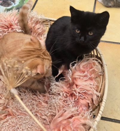 Wunderschöne Fellnasen auf der Suche nach Lieblingsmenschen