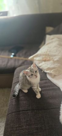 Wunderschöne Fellnasen auf der Suche nach Lieblingsmenschen