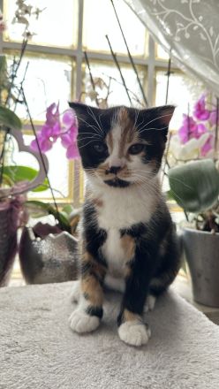 Wunderschöne Fellnasen auf der Suche nach Lieblingsmenschen