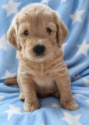 F1 Medium Labradoodle-Welpen – mit Herz in der Familie aufgezogen