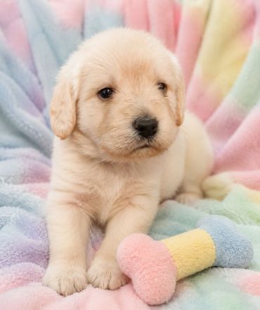 Labradoodle Welpen Doodle ähnlich Goldendoodle F1 Medium - erfahrene liebevolle Familienaufzucht