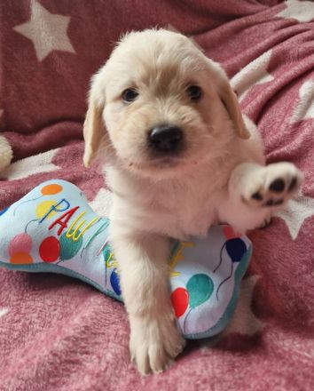 F1 Medium Labradoodle-Welpen – mit Herz in der Familie aufgezogen