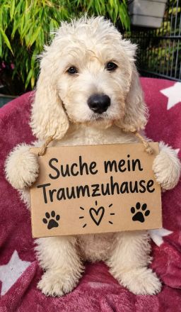Zwei zauberhafte Labradoodle-Welpen suchen ihre Herzensmenschen!