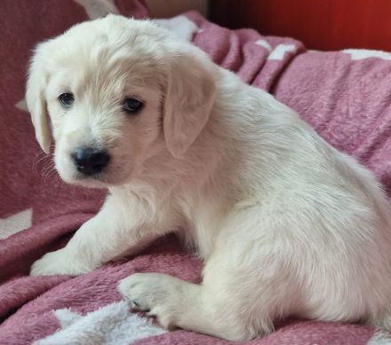 F1 Medium Labradoodle-Welpen – mit Herz in der Familie aufgezogen