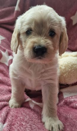 F1 Medium Labradoodle-Welpen – mit Herz in der Familie aufgezogen
