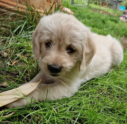 F1 Medium Labradoodle-Welpen – mit Herz in der Familie aufgezogen