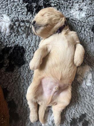 Labradoodle Welpen Doodle ähnlich Goldendoodle F1 Medium - erfahrene liebevolle Familienaufzucht
