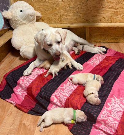 Labradoodle Welpen Doodle ähnlich Goldendoodle F1 Medium - erfahrene liebevolle Familienaufzucht